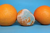 Three oranges against a bright blue background. The middle orange is rotting.