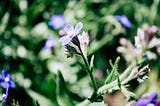 Spring flowers