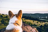 How choosing a Corgi as my first dog has helped my career as a scrum master