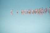 A flamboyance of flamingoes in a lake