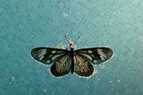 Building Butterfly / Tornado Charts — Storytelling with Data (Part II)