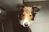 Our dog Diego