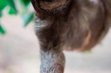 Can Tarantulas Eat Sloths?