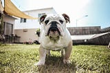 The Top 5 Myths About English Bulldogs: Busted!