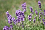 Figure shows a powerful medicinal plant named Lavender.