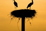 Photo of two birds on top of a very large nest.
