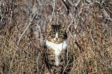 Did Cats Invent Meditation?