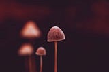 Psilocybin Microdosing and Stroke: A Diary