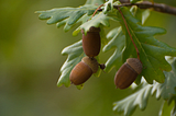 Acorns on an Oak tree cache metaphor