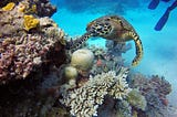 Corals and Climate Change