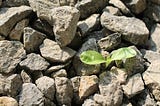 Plant growing under rocks and rubble