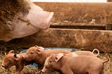How to Castrate a Piglet