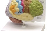 half-brain-sensory-and-motor-areas-anatomy-model-1