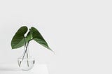 A clean tabletop with a plant