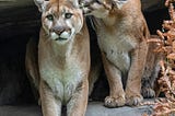 Tangling With A Mountain Lion