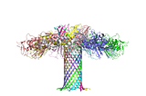 Cryo-EM structure of aerolysin assembly in a lipid membrane with each monomer labeled in a different color (PDB 9FM6). CC BY SBGRID.
