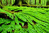 Tree-Skirts-1