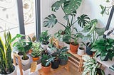 Best Indoor Plants for Ultimate Air Purification in Florida
