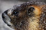 What Beavers Can Teach Us About “Times of Change”