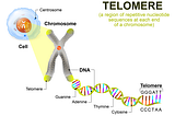 What is Biological Aging and Can It Be Reversed?