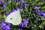 White Butterfly Spiritual meaning