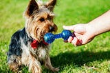 How to Teach Your Adult Dog to Love Their Toys