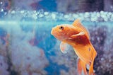 A Goldfish Knows One Big Thing — Do You?