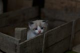 A kitten looking out from a wooden box.