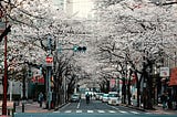 Person riding bike on street with cherry blossoms blooming above