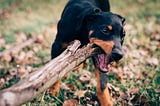 What pro dog trainers know about using treats