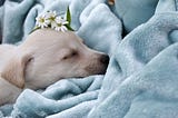 A sleepy puppy with flowers on its head.