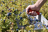 SenzAgro’s Precision Agriculture Technologies in Blueberry Farming