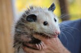 Why the Opossum is Amazing