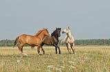 Mane Course….the tale behind the idiom