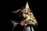 Cat Behavior Guide: Understand and Improve Your Cat’s Actions