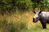 Shooting a Rhino