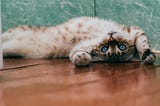 A tabby cat led on its back with its paws stretched up beside its head