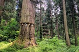 Haguro-san’s grandfather cedar with ceremonial straw rope and white tassles in the foreground. Then, the National Treasure Five Story Pagoda blends into the forest in the background.