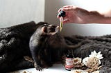 The Backup Ferret
