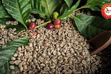 Top-Notch Green Coffee Beans for Supplemental Products