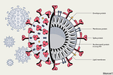 Diagram of the coronavirus