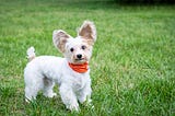 Havanese small white dog