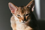 A brown striped cat looking judgmental