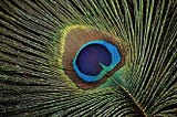 Peacock-Feather-1