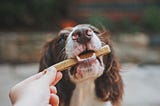 4 Must-Have Qualities Of A Good Dog Treat