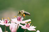 A bee buzzing above pink and white flowers