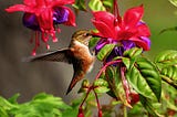 Clematis and Hummingbirds