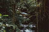 Forest, Anomynous