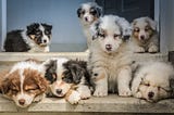 Adopting a Dog — Some Thoughts to Consider