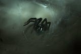 A spider in the deep dark depths of a spider web
